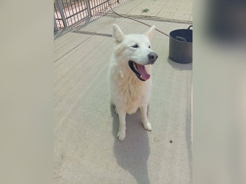 Alakai sucht seine Familie