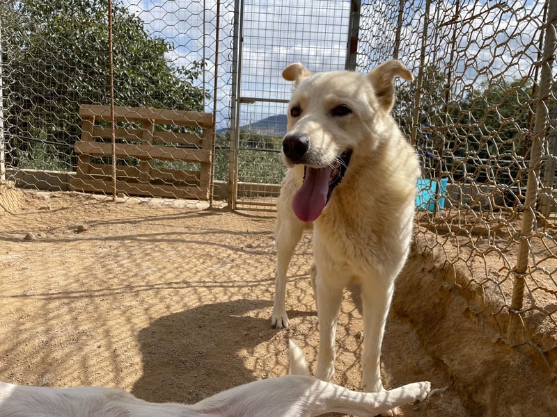 ALBUS - er möchte so gerne gefallen