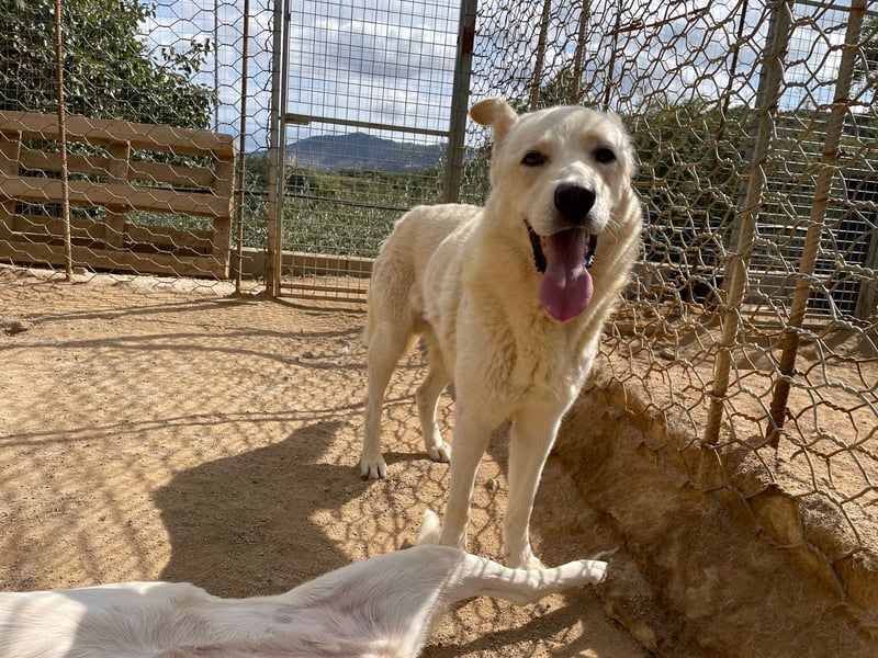 ALBUS - er möchte so gerne gefallen