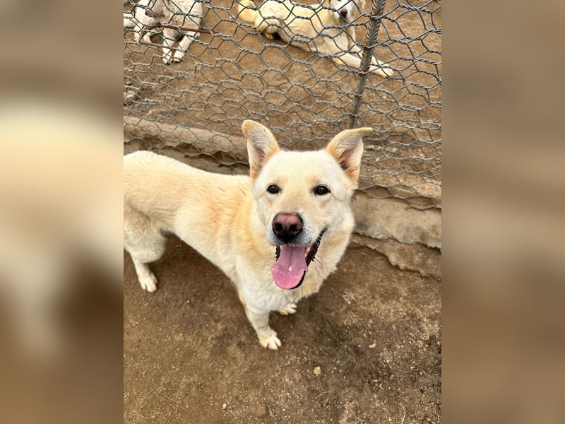 ALBUS - er möchte so gerne gefallen