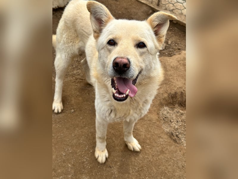 ALBUS - er möchte so gerne gefallen