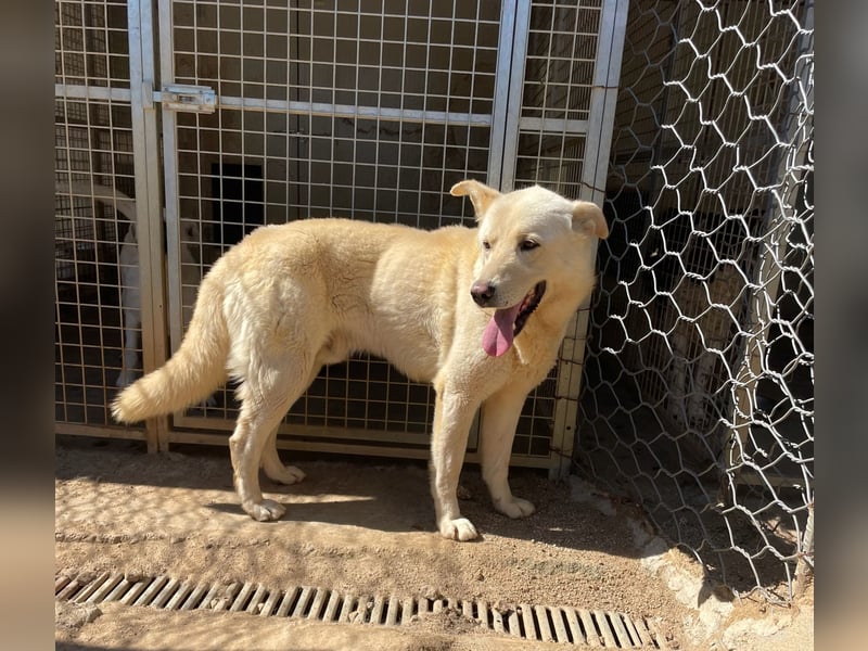 ALBUS - er möchte so gerne gefallen