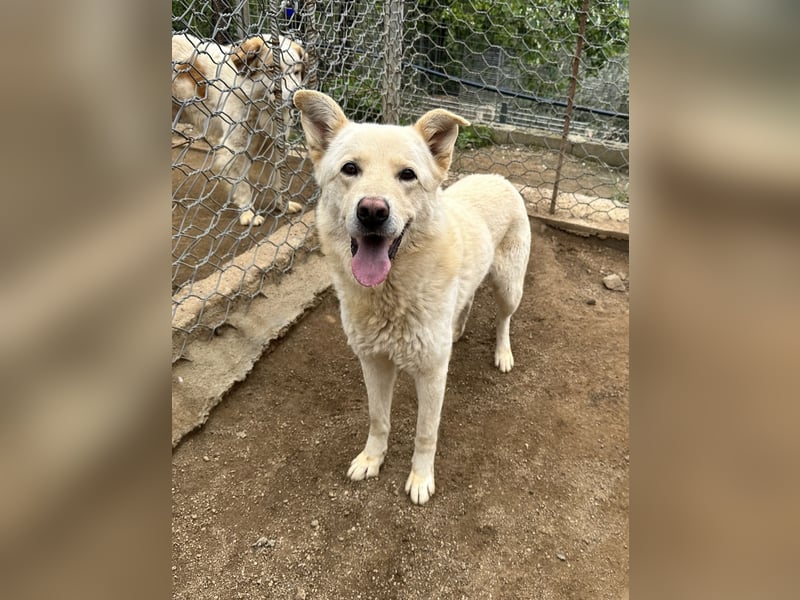 ALBUS - er möchte so gerne gefallen