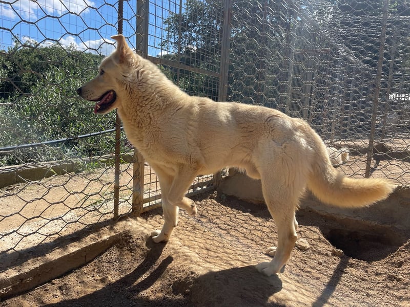 ALBUS - er möchte so gerne gefallen