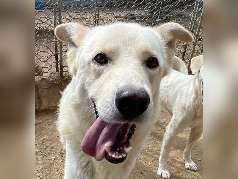 ALBUS - er möchte so gerne gefallen