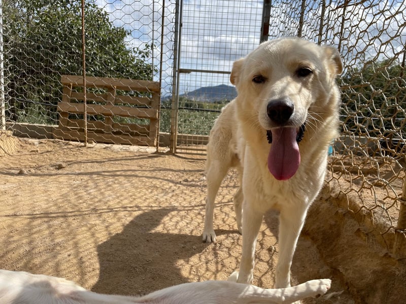 ALBUS - er möchte so gerne gefallen