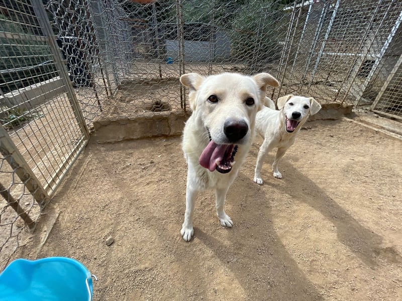 ALBUS - er möchte so gerne gefallen