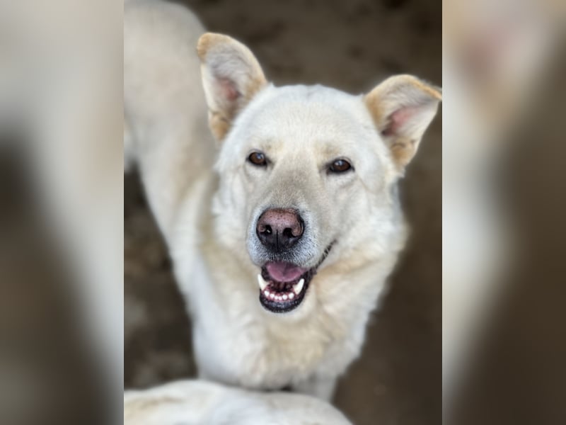 ALBUS - er möchte so gerne gefallen