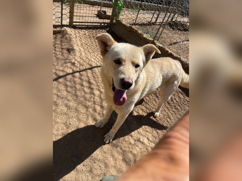 ALBUS - er möchte so gerne gefallen