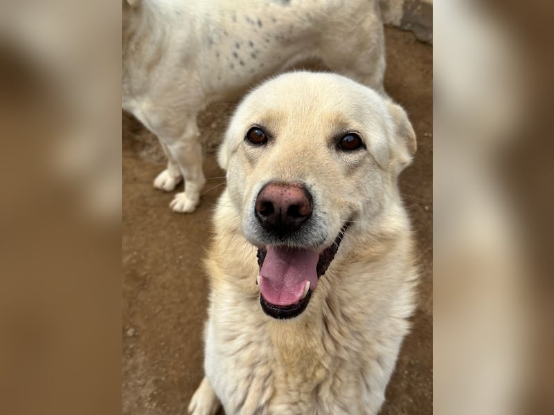 ALBUS - er möchte so gerne gefallen