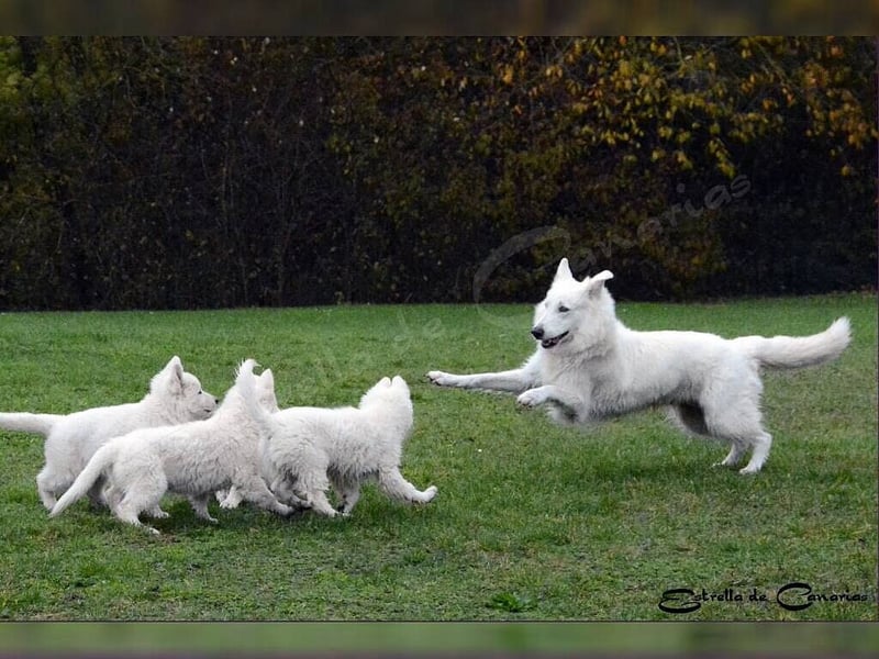 Weisser Schweizer Schäferhund Welpen (RWS/VDH/FCI)