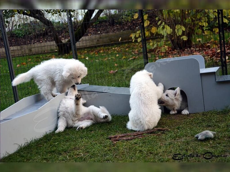 Weisser Schweizer Schäferhund Welpen (RWS/VDH/FCI)