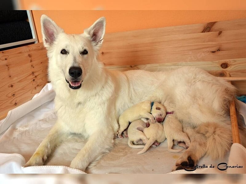 Weisser Schweizer Schäferhund Welpen (RWS/VDH/FCI)