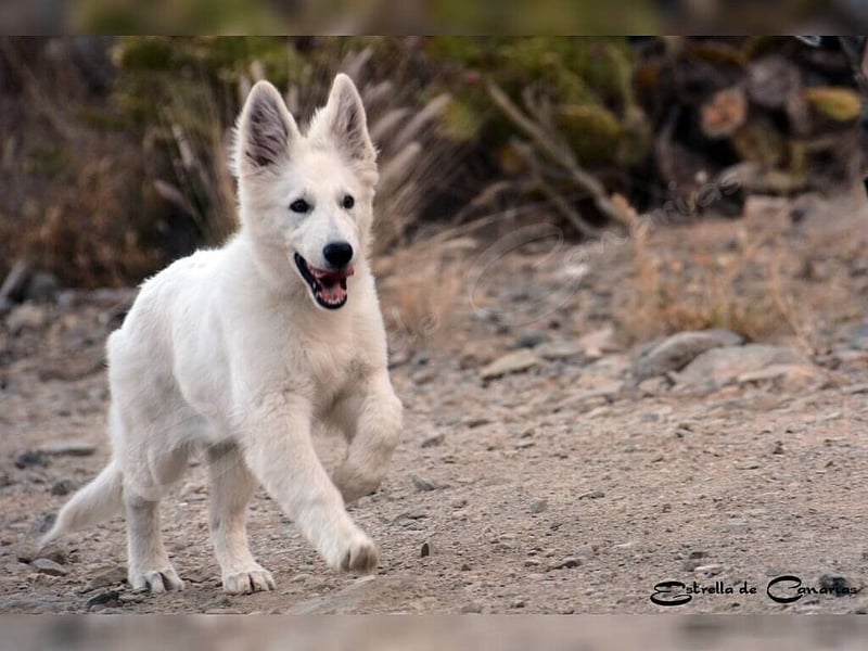 Weisser Schweizer Schäferhund Welpen (RWS/VDH/FCI)