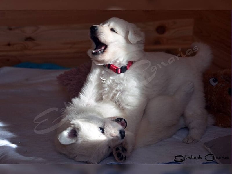 Weisser Schweizer Schäferhund Welpen (RWS/VDH/FCI)