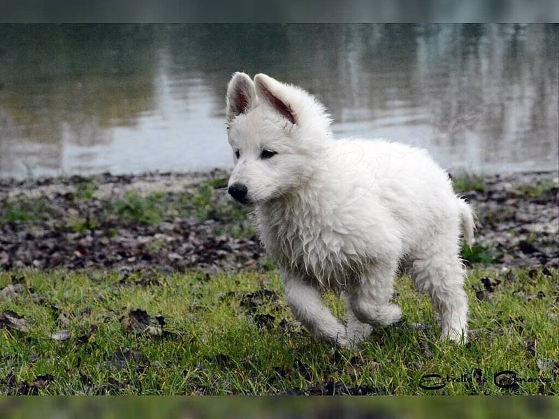 Weisser Schweizer Schäferhund Welpen (RWS/VDH/FCI)