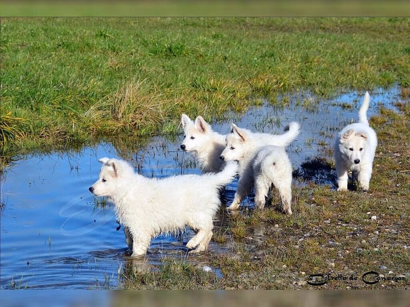 Weisser Schweizer Schäferhund Welpen (RWS/VDH/FCI)