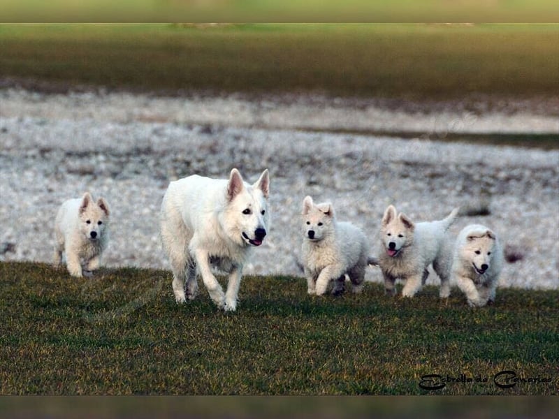 Weisser Schweizer Schäferhund Welpen (RWS/VDH/FCI)