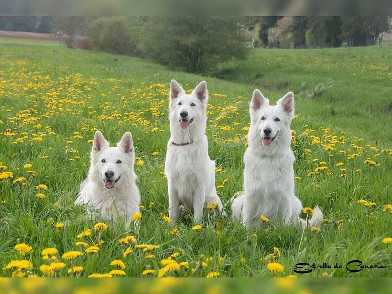 Weisser Schweizer Schäferhund Welpen (RWS/VDH/FCI)