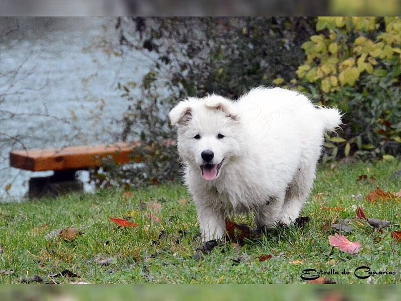 Weisser Schweizer Schäferhund Welpen (RWS/VDH/FCI)