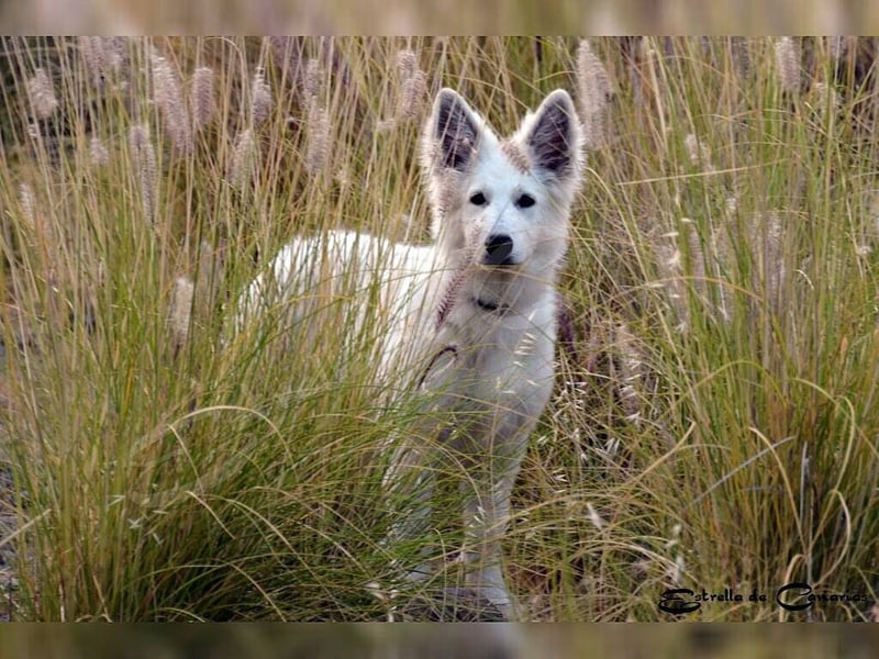Weisser Schweizer Schäferhund Welpen (RWS/VDH/FCI)