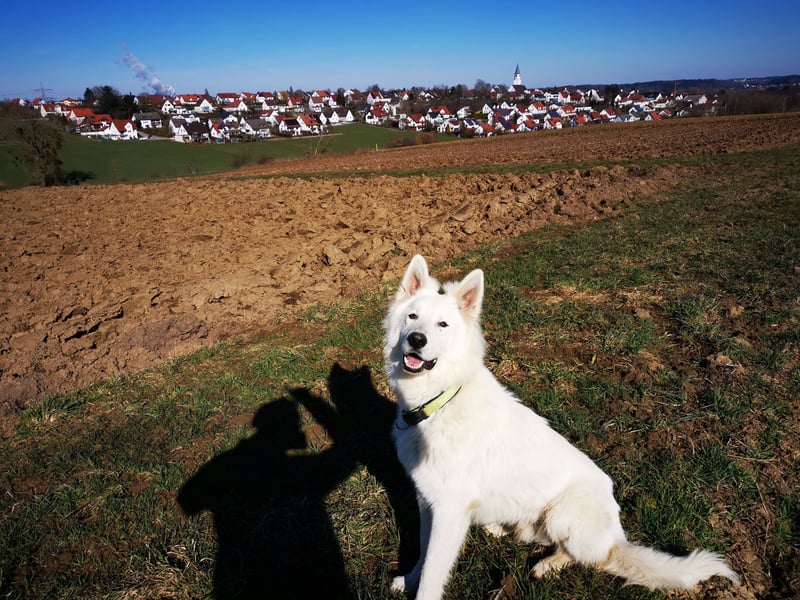Weißer Schäferhund Deckrüde (sehr erfahren)