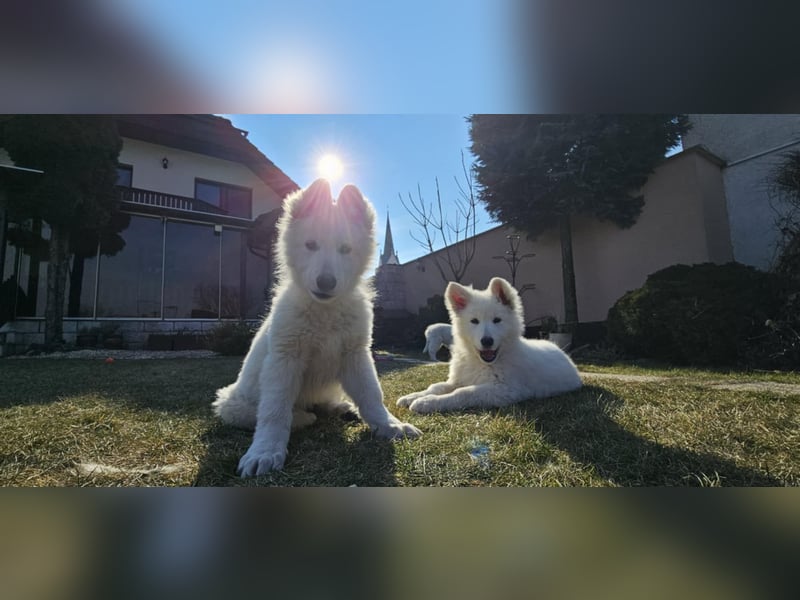 Weißer Schweizer Schäferhund / Welpen / Berger Blanc Suisse / puppies with FCI pedigree