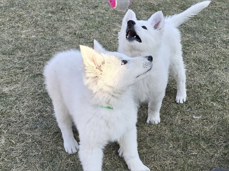 Weißer Schweizer Schäferhund / Welpen / Berger Blanc Suisse / puppies with FCI pedigree