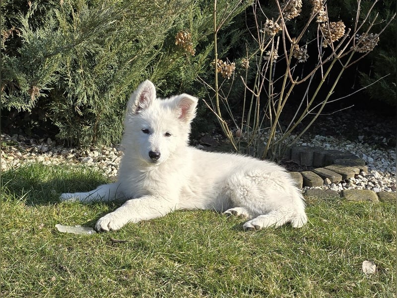 Weißer Schweizer Schäferhund / Welpen / Berger Blanc Suisse / puppies with FCI pedigree