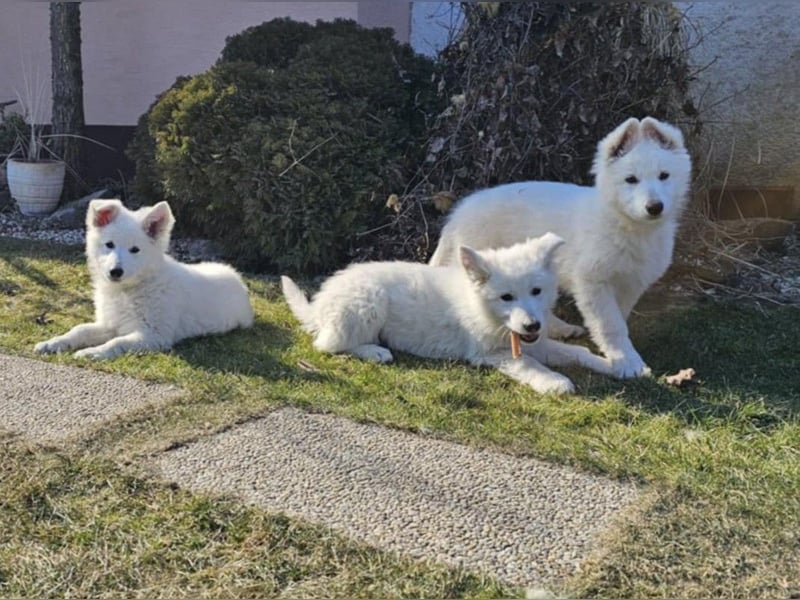 Weißer Schweizer Schäferhund / Welpen / Berger Blanc Suisse / puppies with FCI pedigree