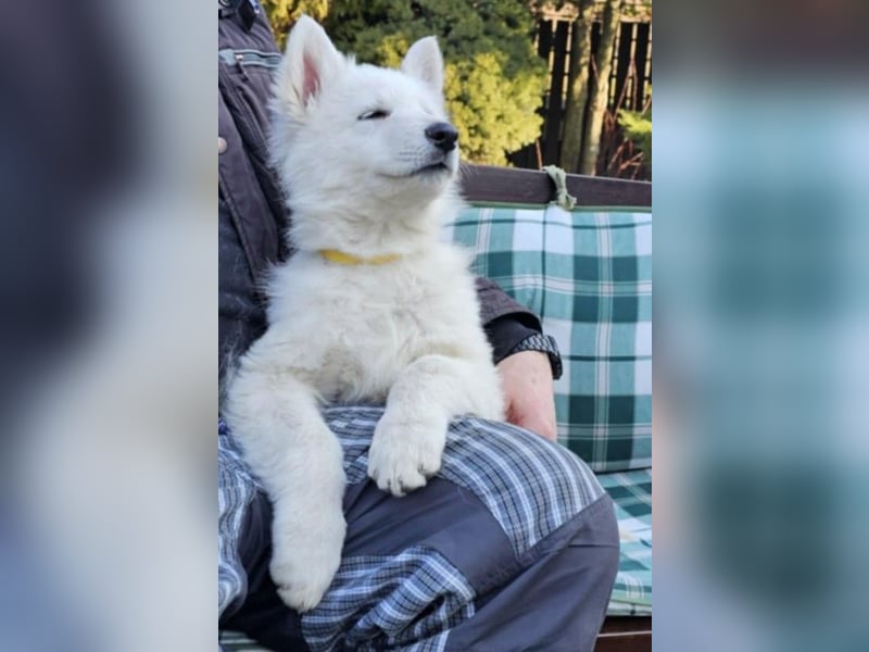 Weißer Schweizer Schäferhund / Welpen / Berger Blanc Suisse / puppies with FCI pedigree