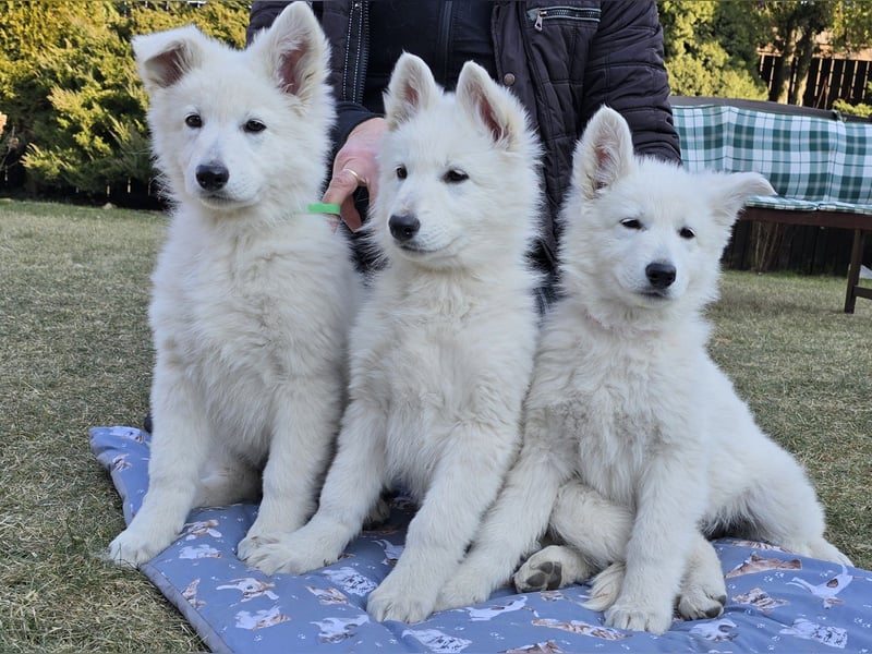 Weißer Schweizer Schäferhund / Welpen / Berger Blanc Suisse / puppies with FCI pedigree