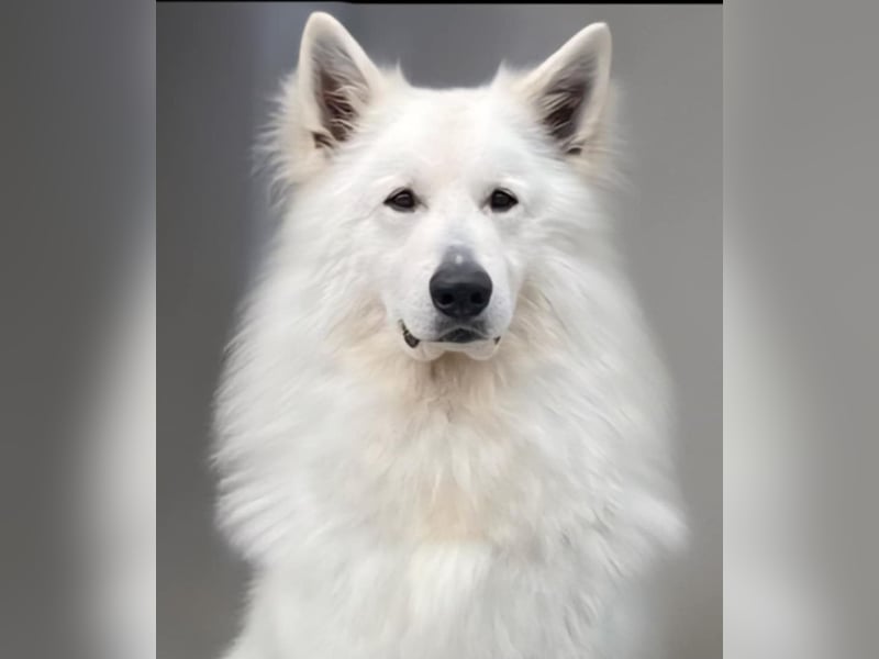 Weißer Schweizer Schäferhund FCI