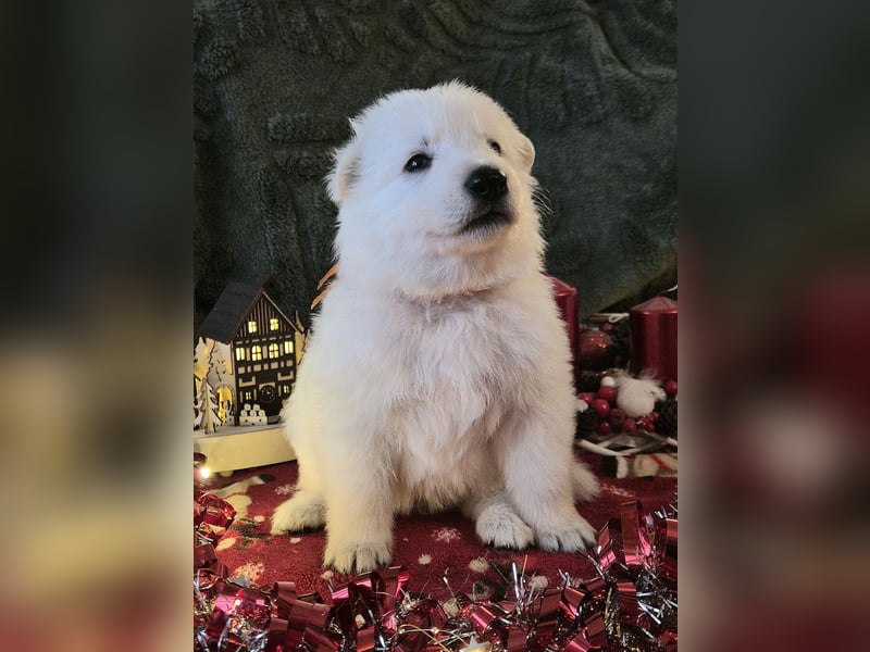 Weißer Schweizer Schäferhund FCI