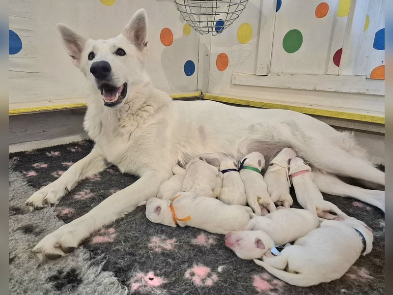 Weißer Schweizer Schäferhund FCI