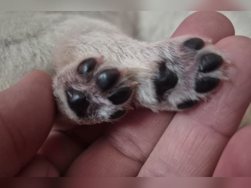 Weißer Schweizer Schäferhund FCI