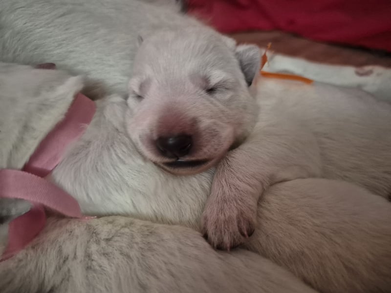 Weißer Schweizer Schäferhund FCI