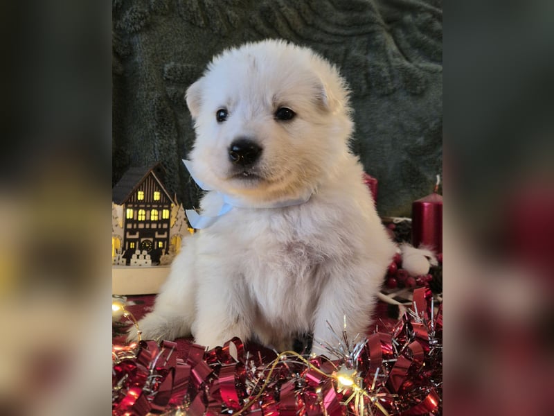 Weißer Schweizer Schäferhund FCI