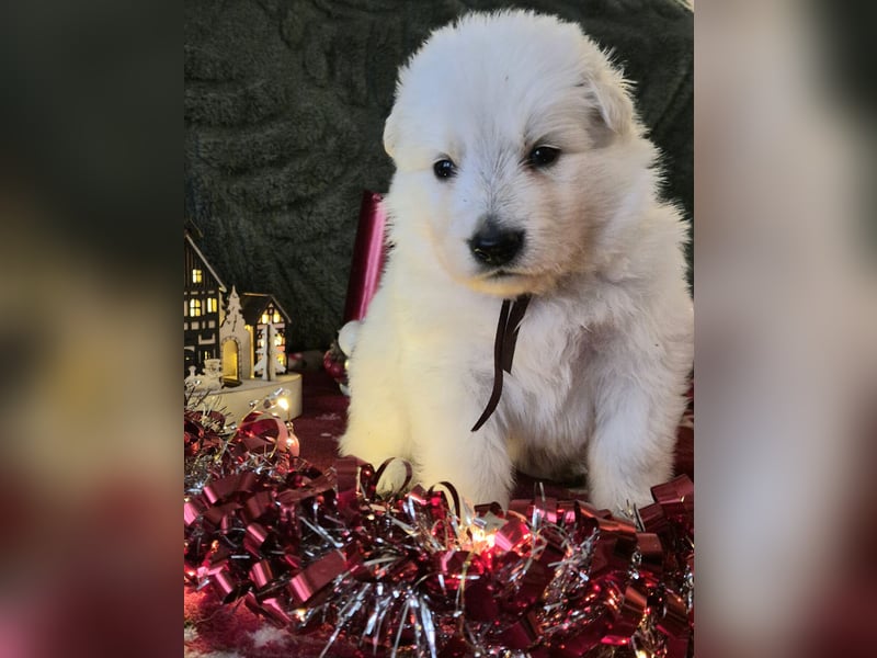 Weißer Schweizer Schäferhund FCI