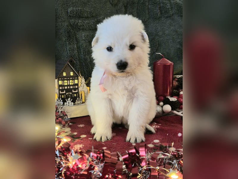 Weißer Schweizer Schäferhund FCI