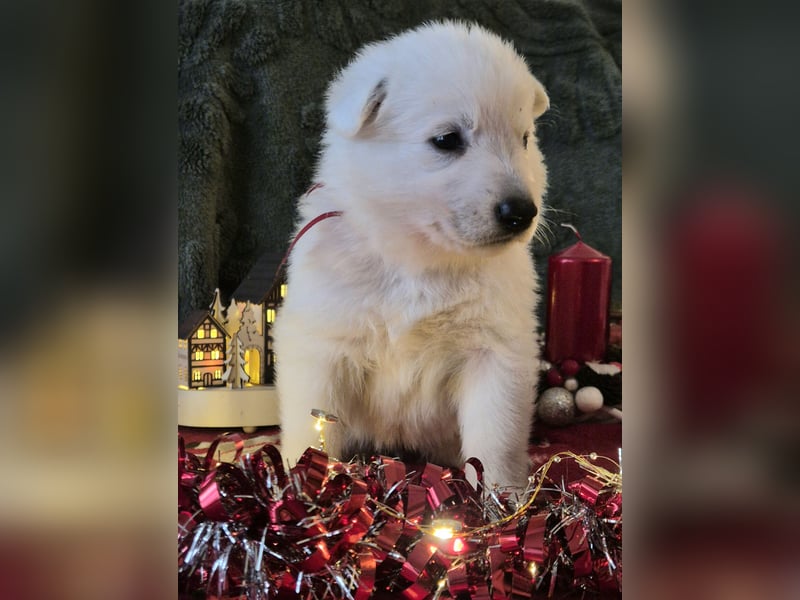 Weißer Schweizer Schäferhund FCI