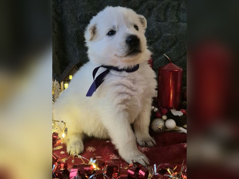 Weißer Schweizer Schäferhund FCI