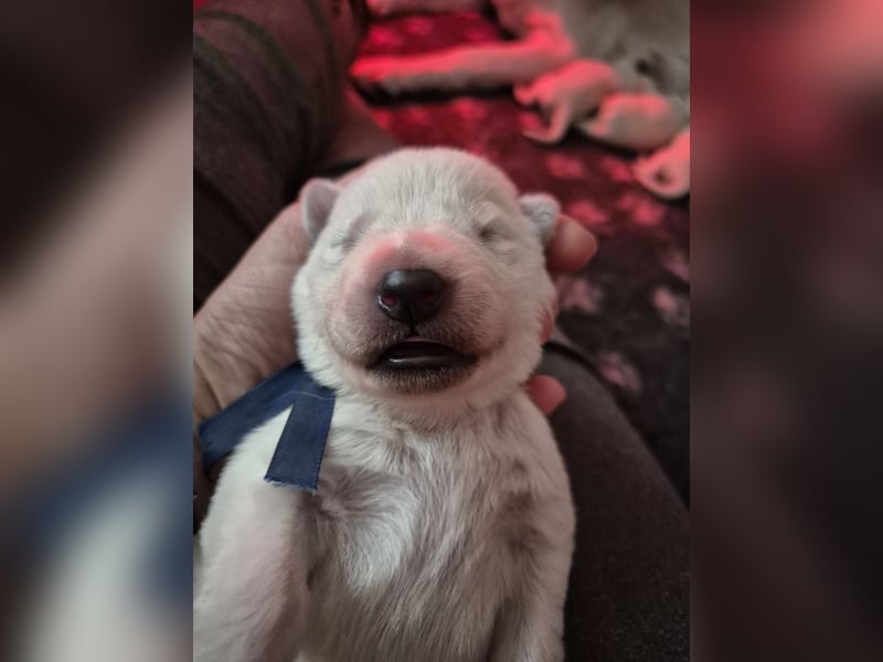 Weißer Schweizer Schäferhund FCI