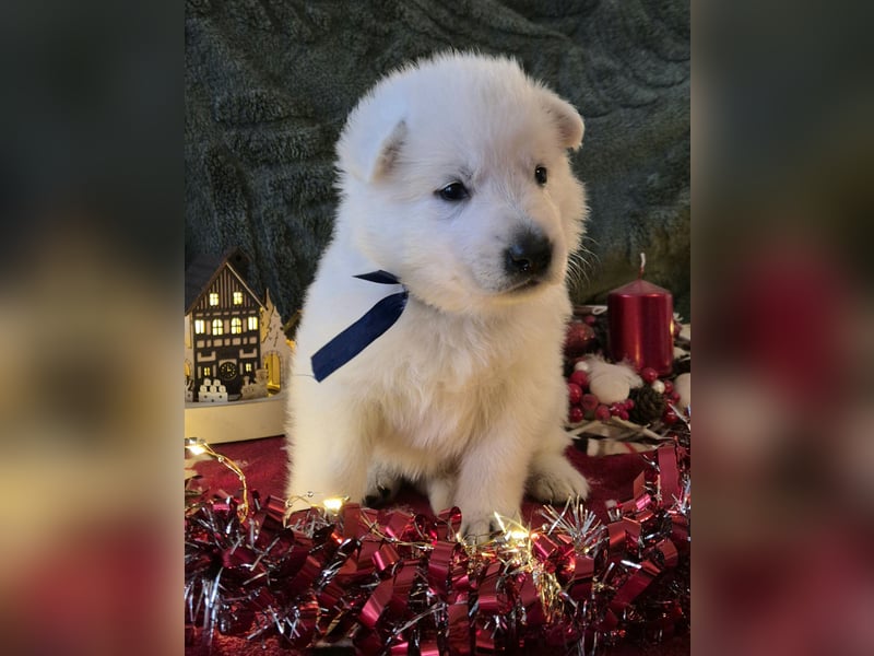 Weißer Schweizer Schäferhund FCI