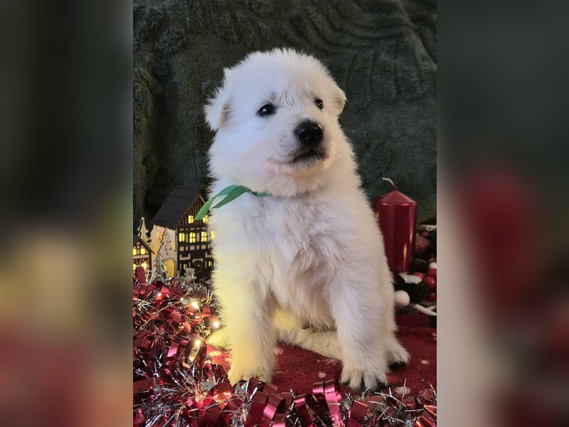 Weißer Schweizer Schäferhund FCI