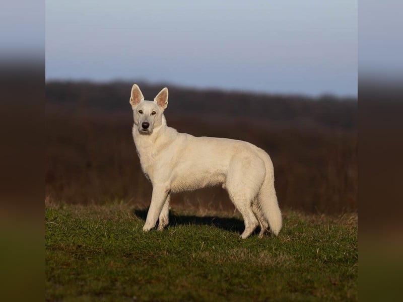 Weiße Schweizer Schäferhund Welpen, Berger Blanc Suisse
