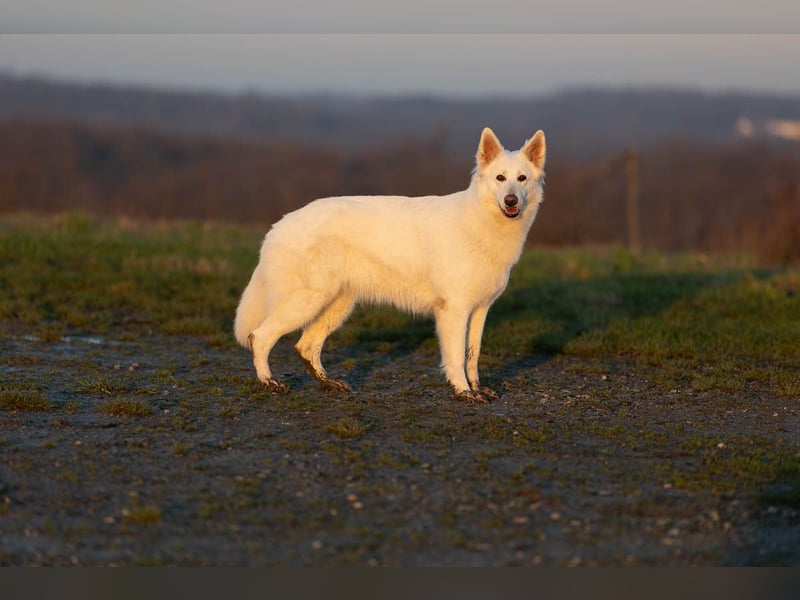 Weiße Schweizer Schäferhund Welpen, Berger Blanc Suisse