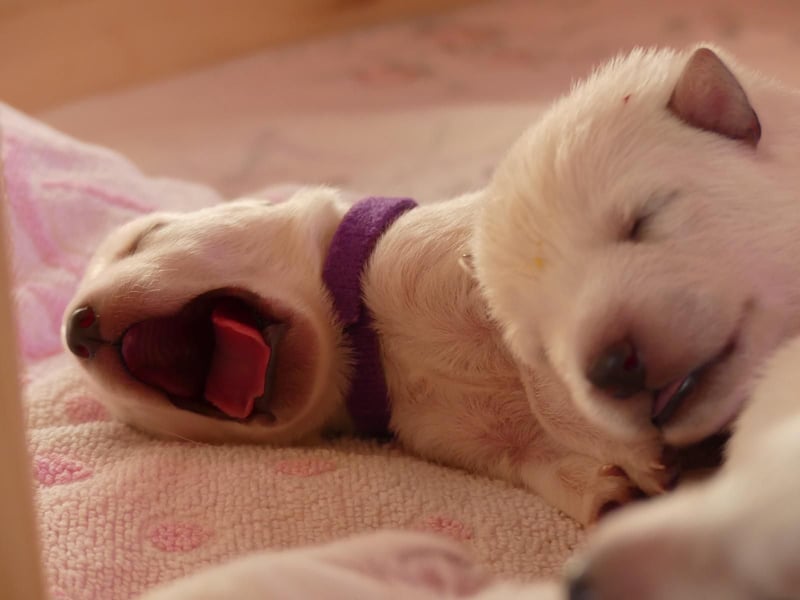 Weiße Schweizer Schäferhund Welpen, Berger Blanc Suisse