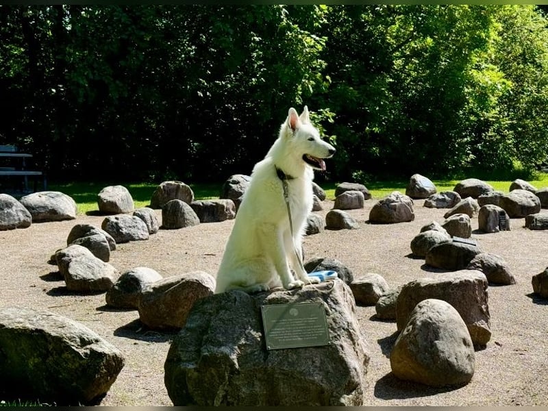 Berger Blanc Suisse
