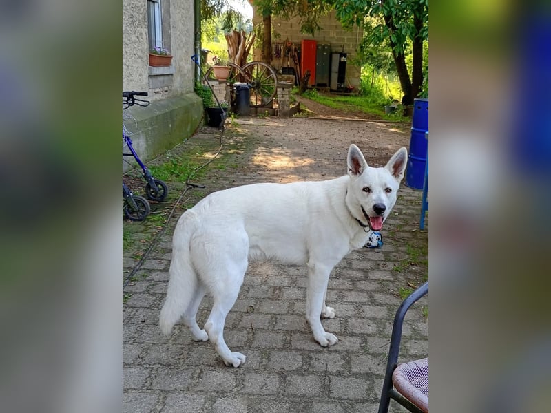 Lupo: Weißer Schweizer Schäferhund (Berger Blanc Suisse) mit Ahnentafel sucht liebevolles Zuhause
